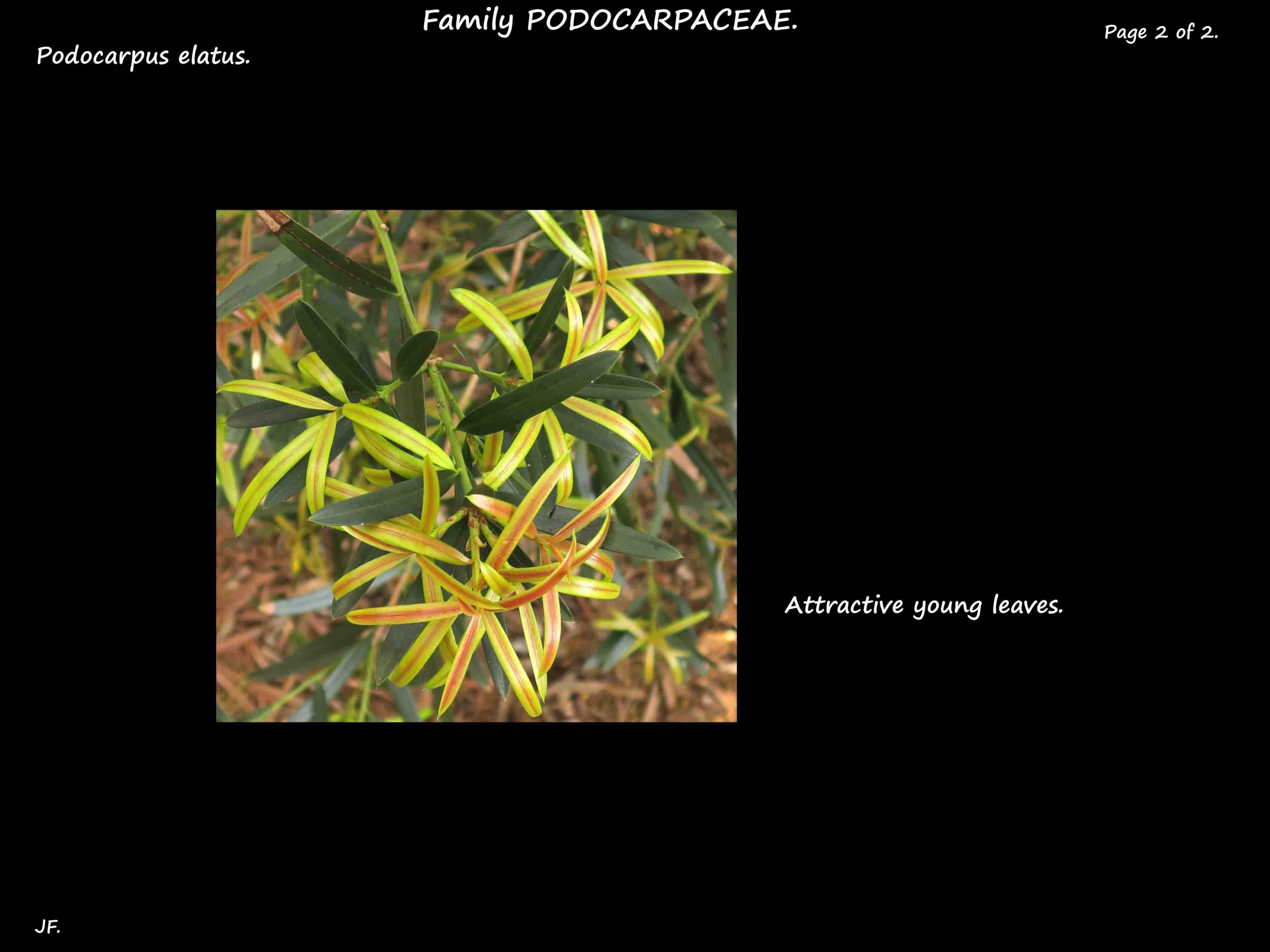 2 Podocarpus elatus juvenile leaves